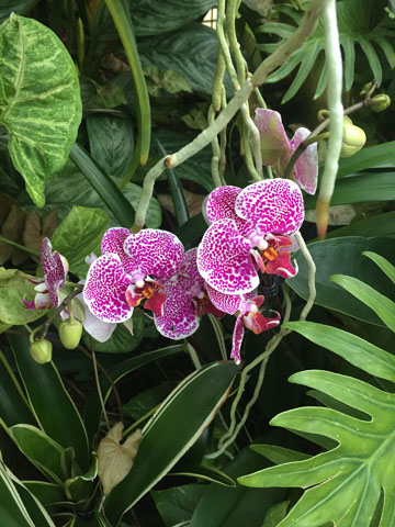 San Antonio Botanical Garden